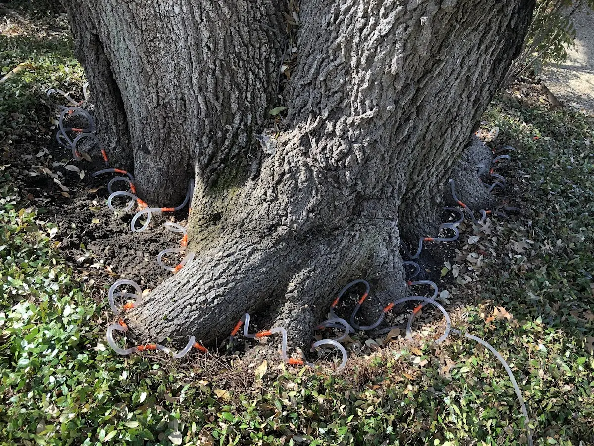 Detailed Tree Cabling and Bracing job site in Oklahoma City