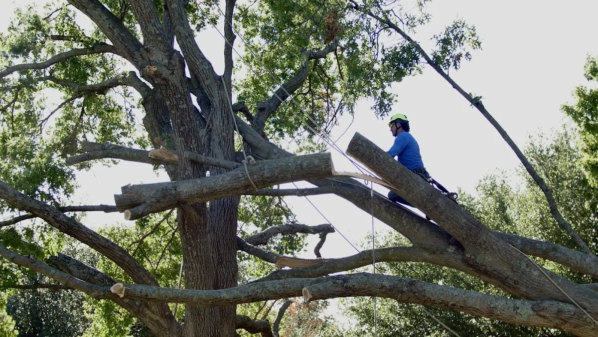 Professional Hazardous Tree Removal performed by certified arborists in Oklahoma City