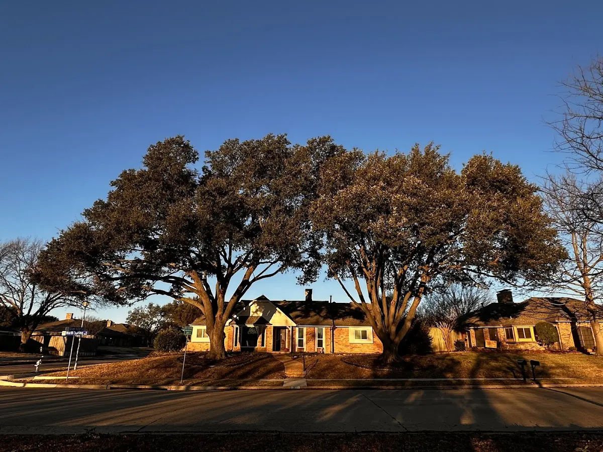 Established residential canopy tree shading a home in Oklahoma City